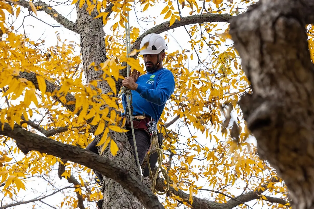 Skilled Tree Pruning crew working in Kabetogama